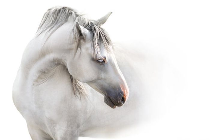 EquiVendor is the modern way to buy & sell anything equine!