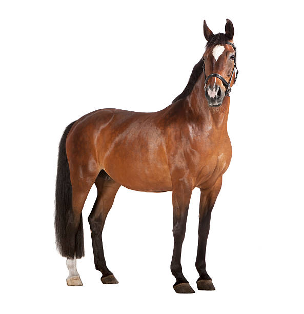 EquiVendor is a unique global Equine Marketplace