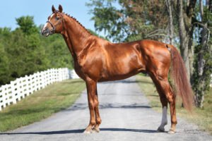 Royal Beach Farao - Breeding Contract