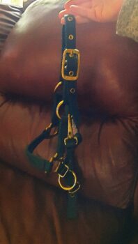 Hunter Green foal Halter